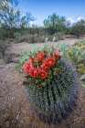 Bright orange or red flowers of a barrel cactus in the Sonoran Desert. Art Print